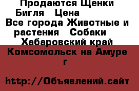 Продаются Щенки Бигля › Цена ­ 35 000 - Все города Животные и растения » Собаки   . Хабаровский край,Комсомольск-на-Амуре г.